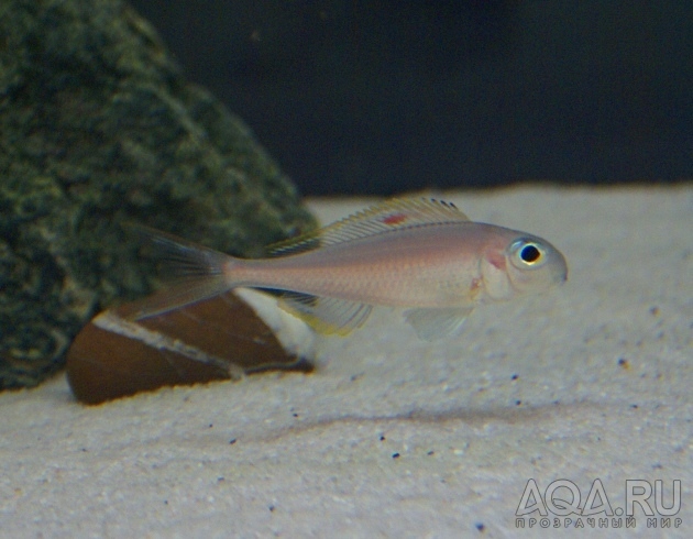 Xenotilapia nigrolabiata 'fire line'