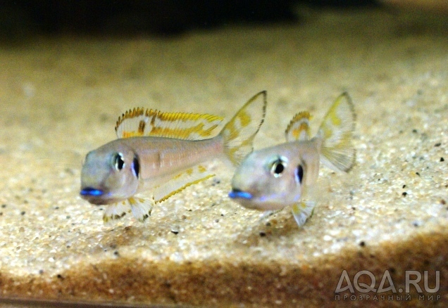 Xenotilapia bathyphilus 'blue lips'