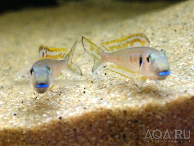 Xenotilapia bathyphilus 'blue lips'