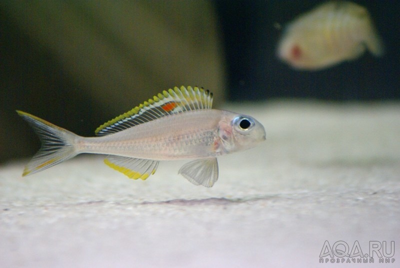 Xenotilapia nigrolabiata 'fire line'