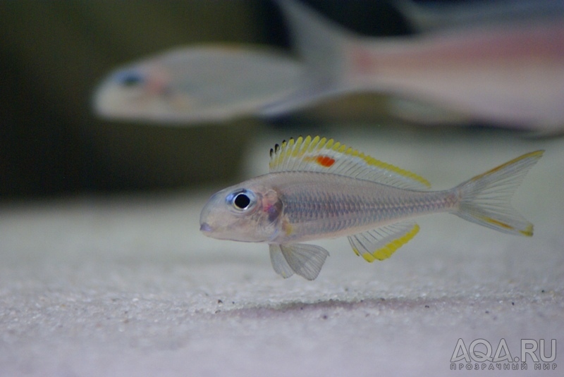 Xenotilapia nigrolabiata 'fire line'