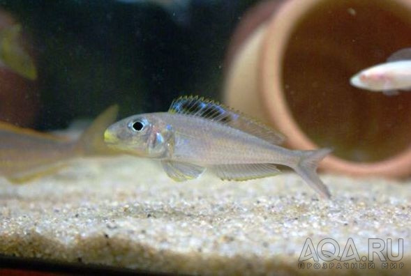 Xenotilapia bathyphilus 'Kekese'