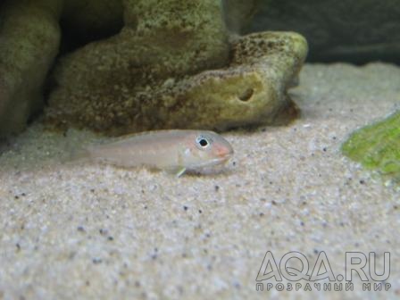 Xenotilapia bathyphilus 'blue lips'-самка с икрой