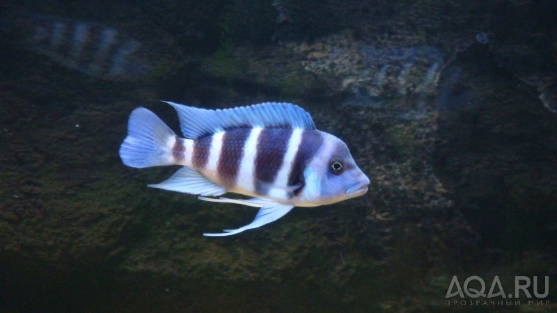 Cyphotilapia frontosa 'blue Zaire Moba'