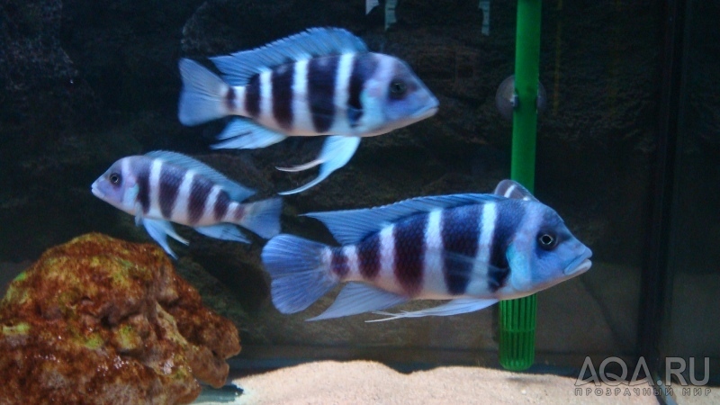 Cyphotilapia frontosa 'blue Zaire Moba'