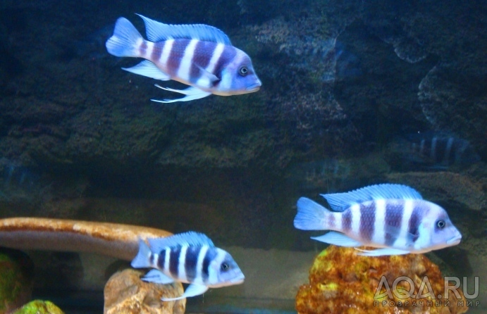 Cyphotilapia frontosa 'blue Zaire Moba'