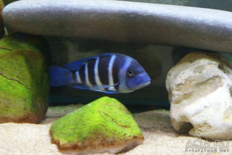 Cyphotilapia frontosa 'blue Zaire Moba'