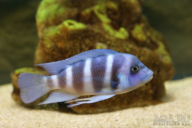 Cyphotilapia frontosa 'blue Zaire Moba'