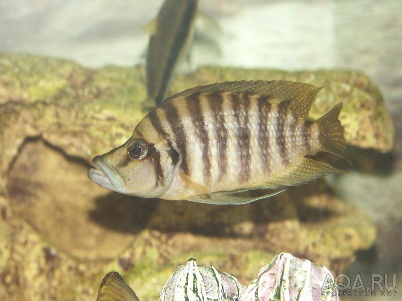 Altolamprologus compressiceps 'black Kabogo'самец