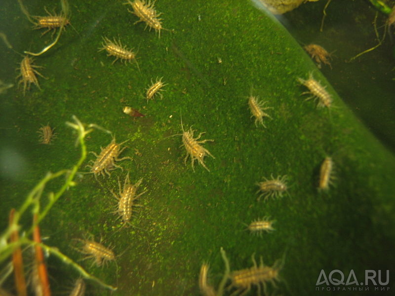 Водяной ослик Aquatic sowbug  (Asellus aquaticus)