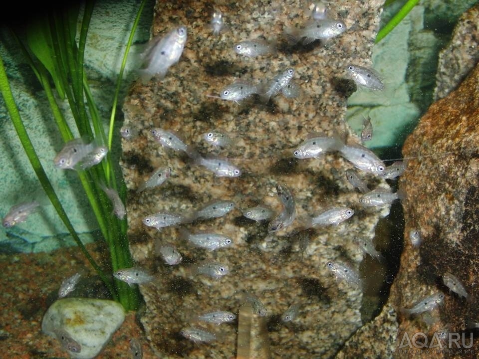 Мальки Laetacara araguaiae