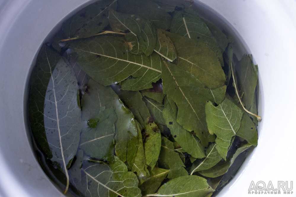 Кормление креветок листьями