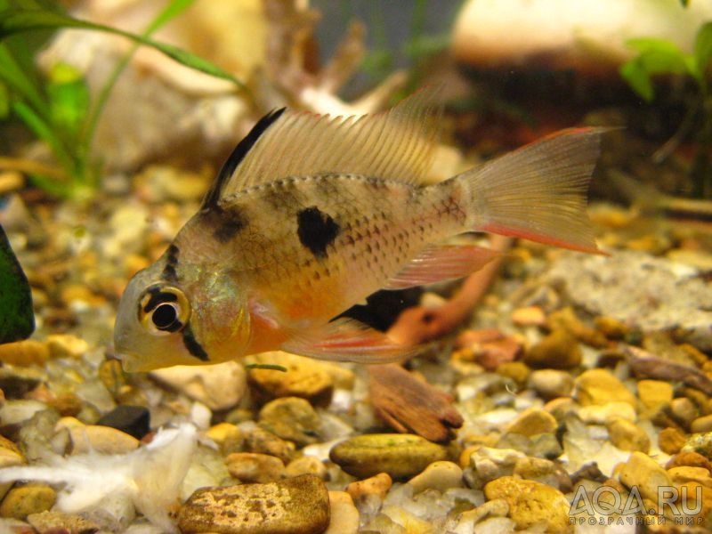 Papiliochromis altispinosa