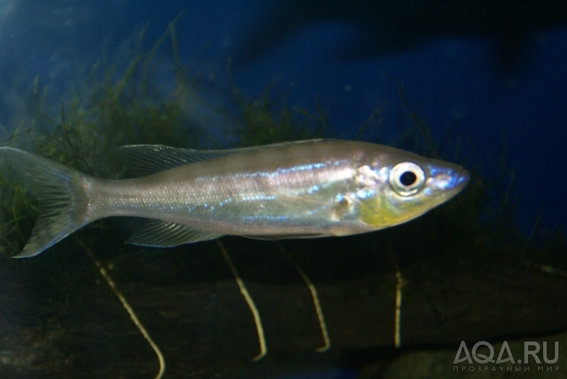 Benthochromis tricoti 'Kambwimba'