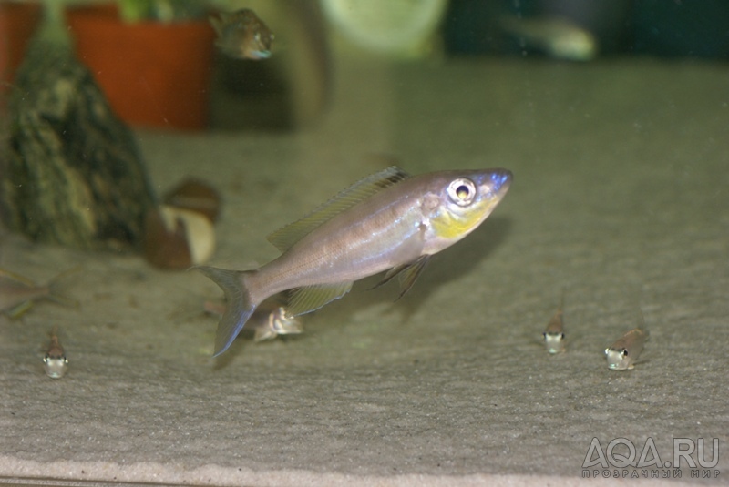 Benthochromis tricoti 'Kambwimba'