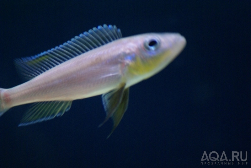 Benthochromis tricoti 'Burundi'