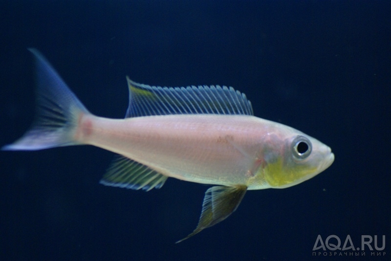 Benthochromis tricoti 'Burundi'