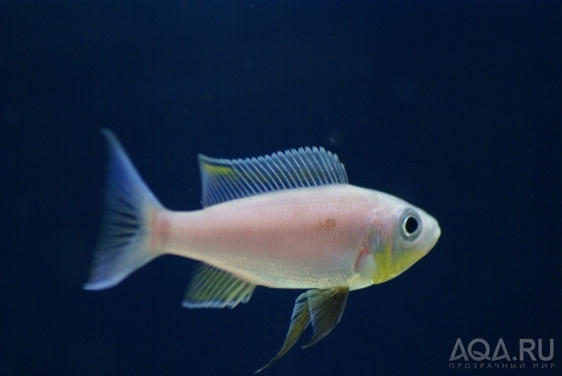 Benthochromis tricoti 'Burundi'