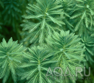 myriophyllum_aquaticum 1