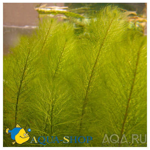 myriophyllum_aquaticum 2