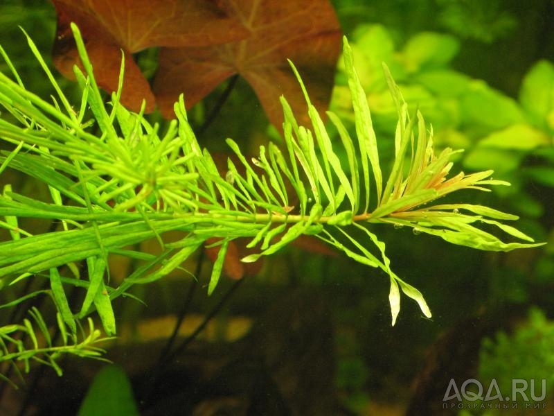 Ludwigia inclinata var. verticillata (''Cuba'')