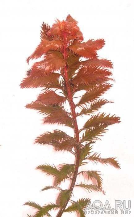 Proserpinaca palustris
