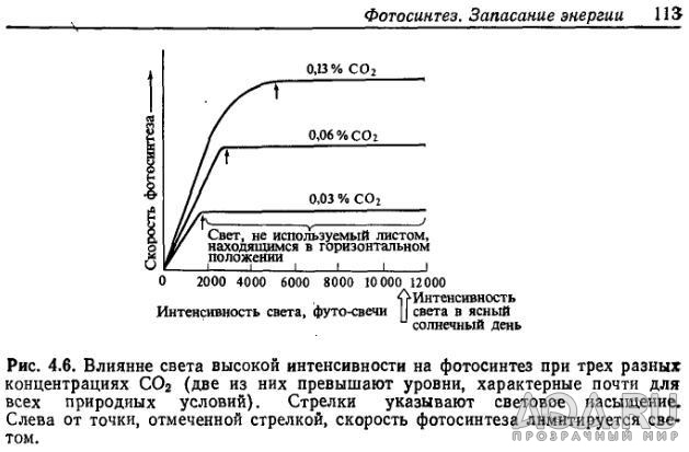 Влияние света на фотосинтез