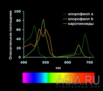 спектр и фотосинтез