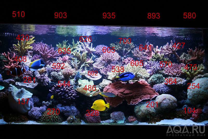 PAR test - REEF  - plazma.ms