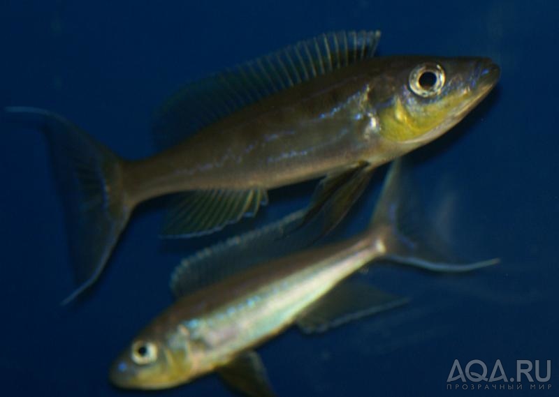 дикарь Benthochromis tricoti