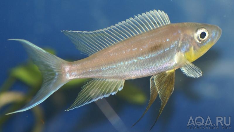 дикарь Benthochromis tricoti