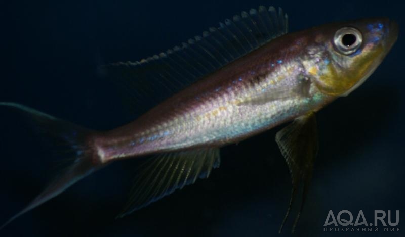 дикарь Benthochromis tricoti