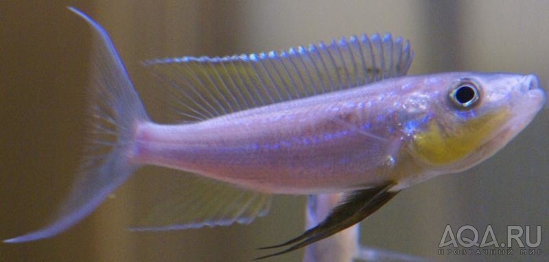 дикарь Benthochromis tricoti