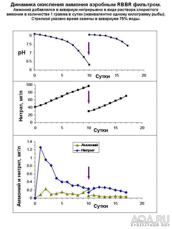 Динамика становления аэробного RBBR фильтра