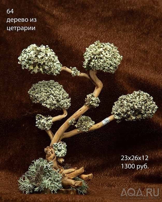 Коряги для аквариумов,террариумов, живые деревья.