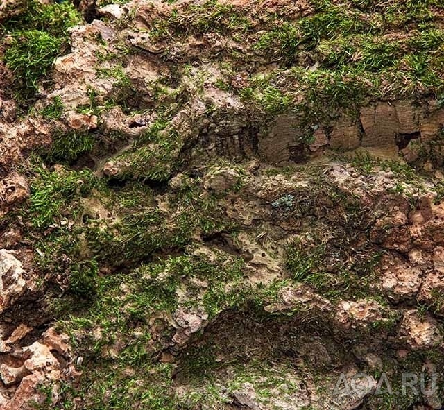 Коряги для аквариумов,террариумов, живые деревья.