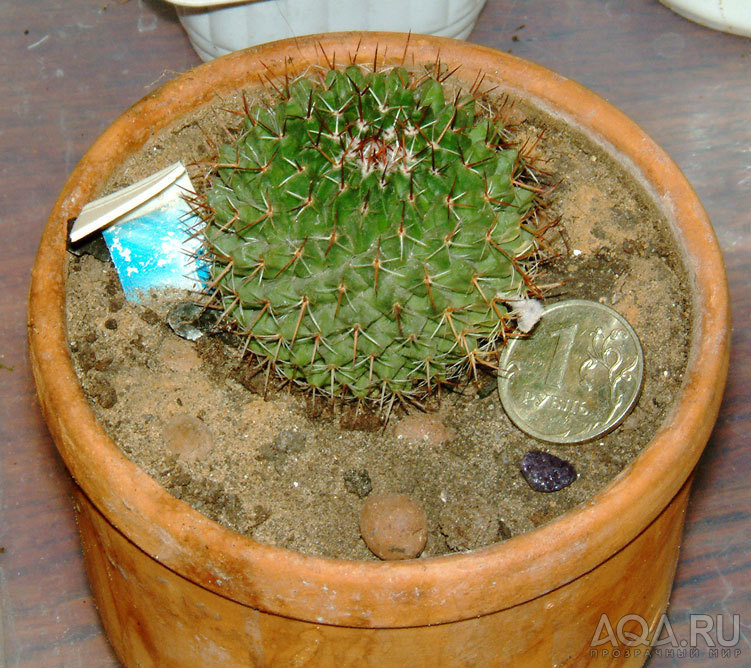 Mammillaria sp.