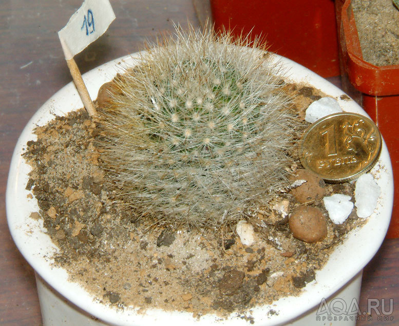 Mammillaria schwarzii