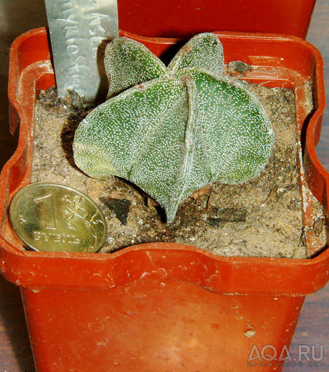 Astrophytum myriostigma