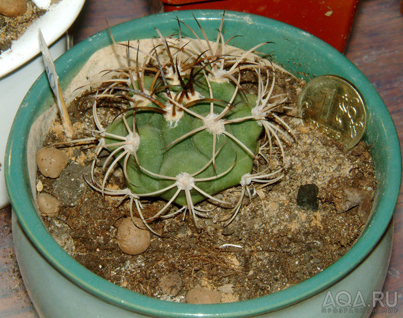 Gymnocalycium saglionis