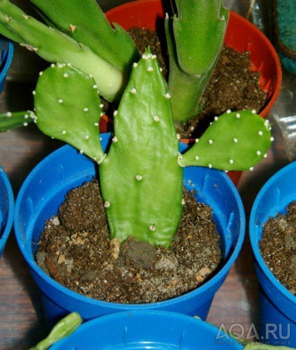 Brasiliopuntia brasilensis