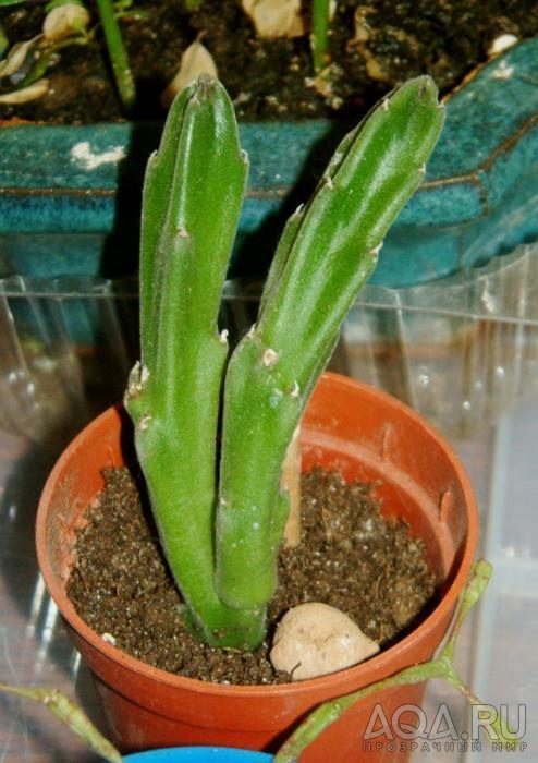 Stapelia nobilis