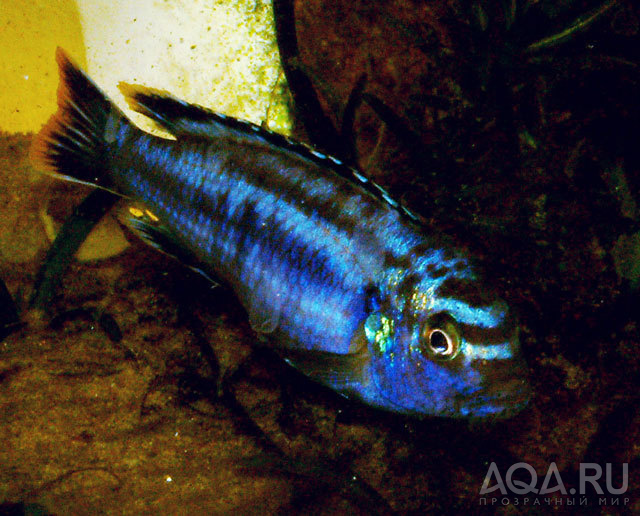 melanochromis maingano