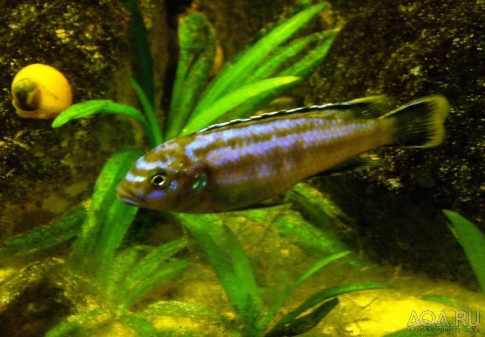 melanochromis maingano