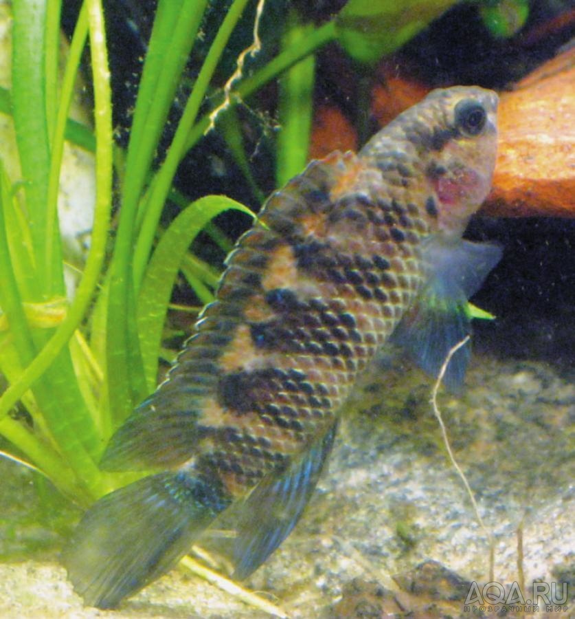 badis