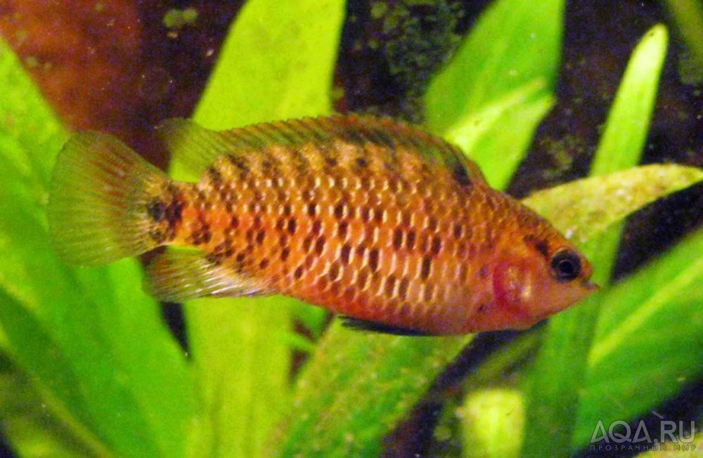 badis siamensis male