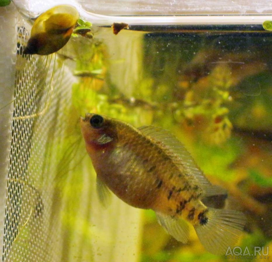 badis siamensis female