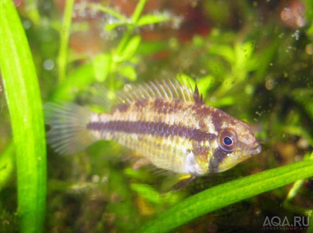 apistogramma kakadu