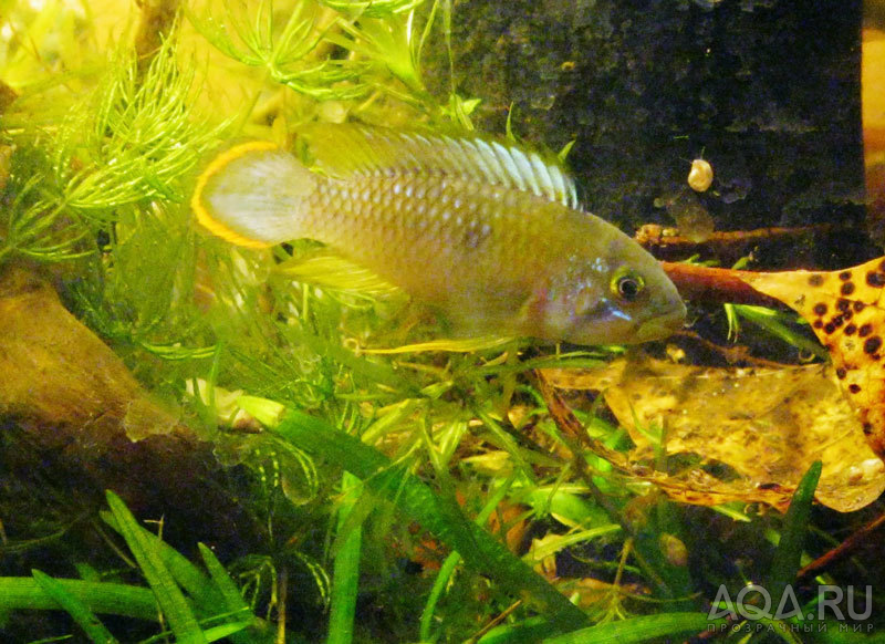 apistogramma panduro