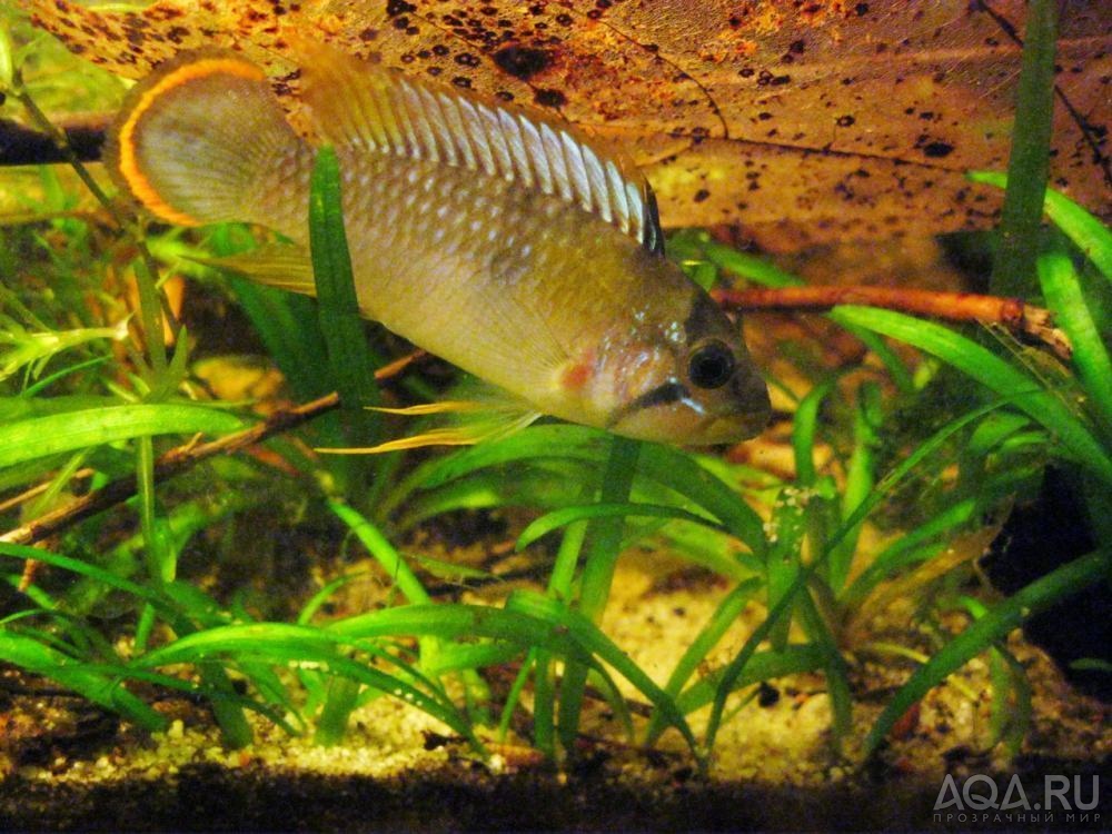 apistogramma panduro